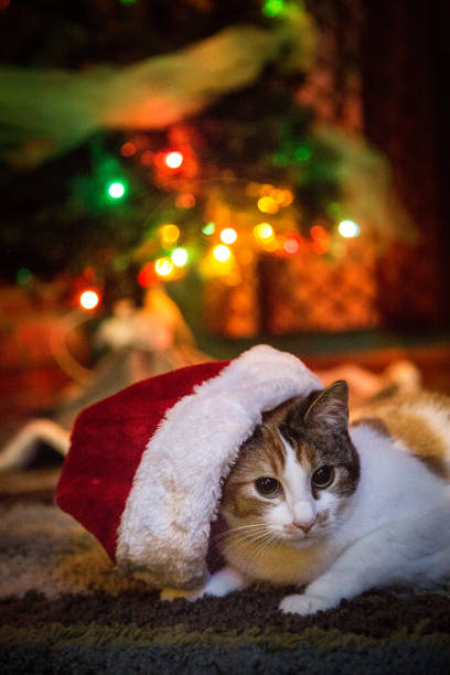 istock Christmas Kitten With Santa Hat 1088496702