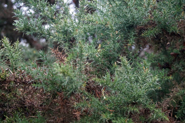 istock Gorse bush growing in the countryside 1088510796