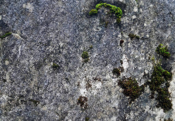 istock Close up of grey mossy stone 1088512334