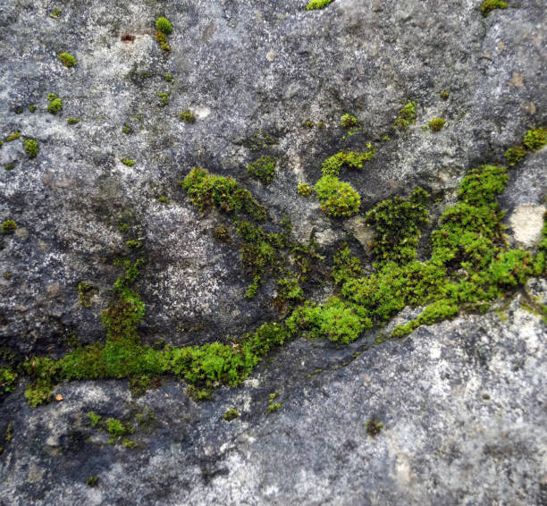 istock Close up of grey mossy stone 1088512448