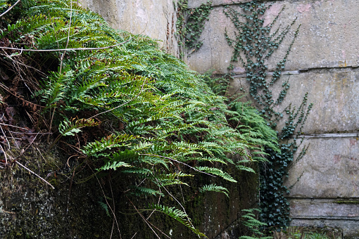 Ferns growing on an abandoned building