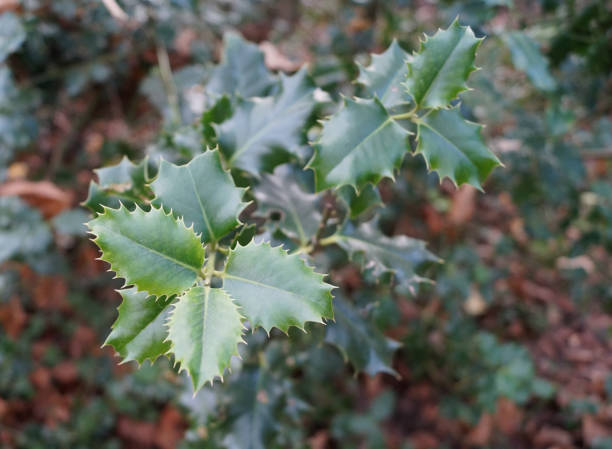 istock Fresh holly leaves with red berries 1088512632