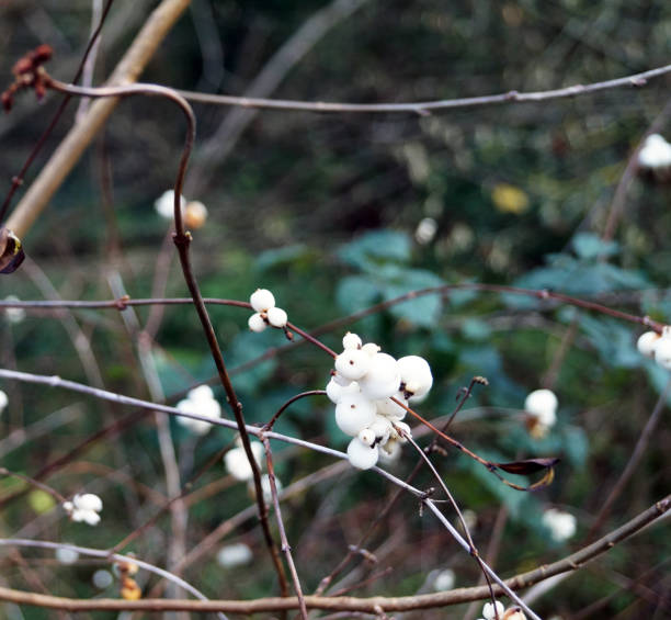 istock Symphoricarpos albus, snowberry white berries shrub 1088512730