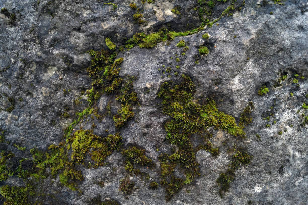 istock Close up of grey mossy stone 1088512970