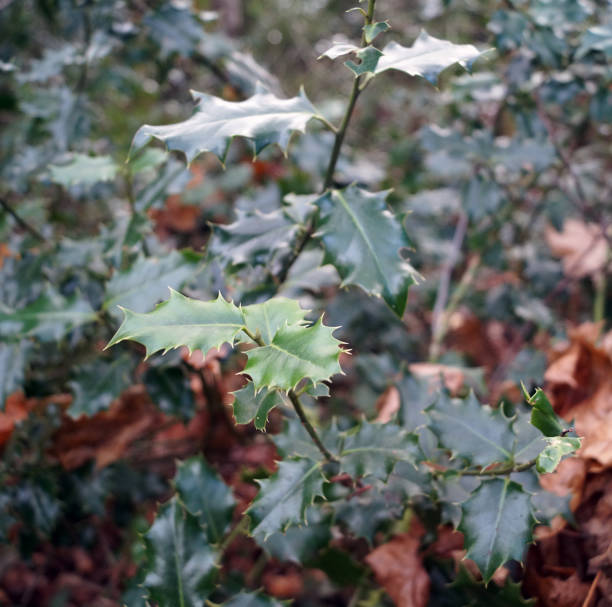 istock Fresh holly leaves with red berries 1088514080