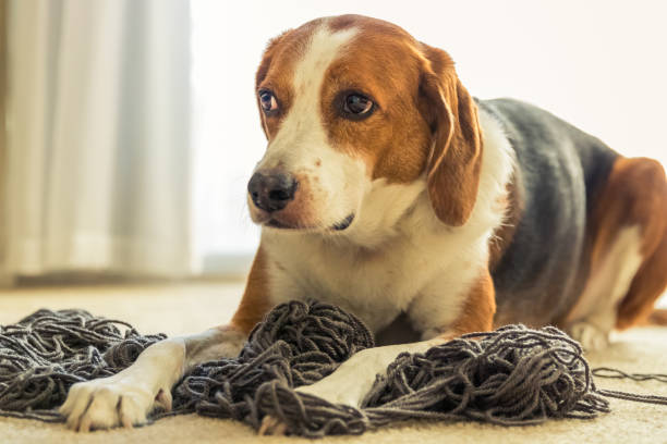 um cachorro beagle estabelece uma confusão de fios enrolados.  cão beagle estabelece uma confusão de fios enrolados. - dog home interior loneliness destruction - fotografias e filmes do acervo