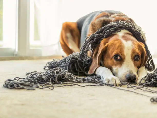 Photo of A Beagle dog is tangled up in a big ball of yarn.