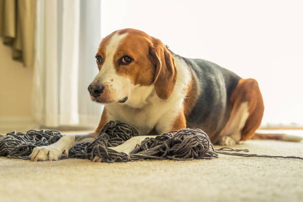 un chien beagle fixant dans un désordre de fils emmêlés.  chien beagle fixant dans un désordre de fils emmêlés. - dog home interior loneliness destruction photos et images de collection