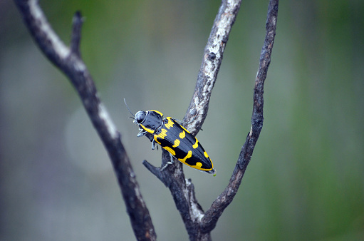 Large beetle endemic to southeastern Australia. Family Buprestidae.