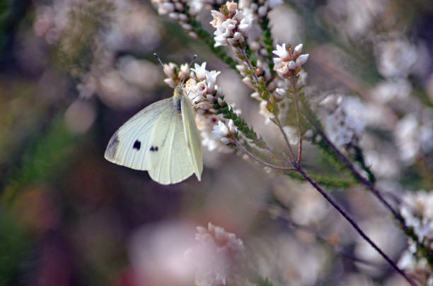 Cabbage white butterfly is a non-native species yet pollinates endemic Australia flora