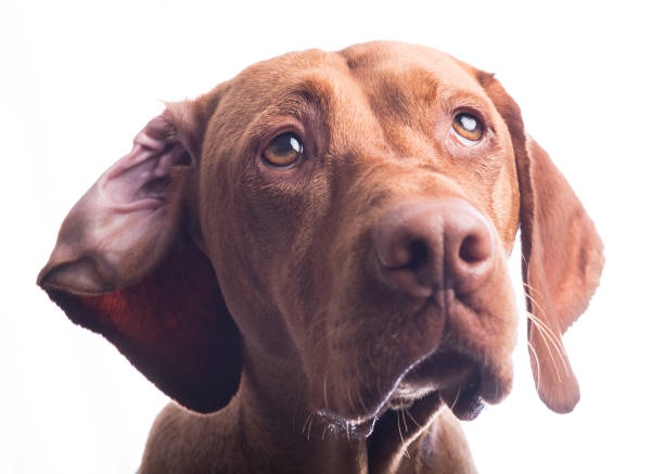 istock Drooling Vizsla Dog 1088536388