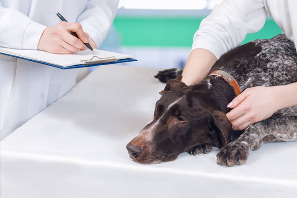 istock A vet is making a prescription for a dog. 1088538638