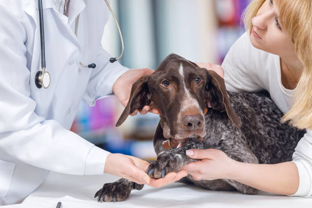 istock A vet is examining the dog ear. 1088538642