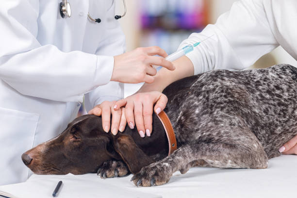 istock A vet is making an injection to a dog. 1088538646