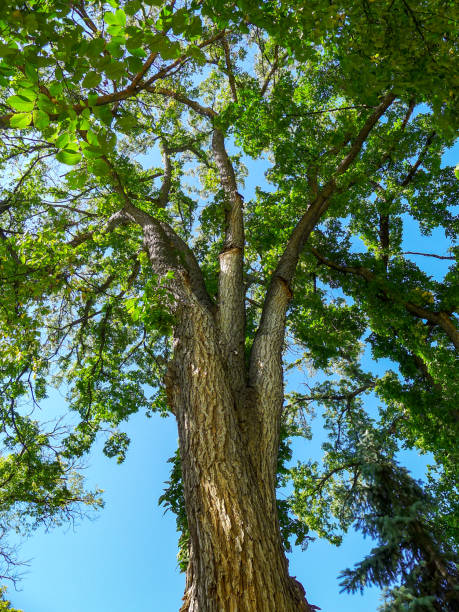 istock Tree covered in lush green foliage 1088538944