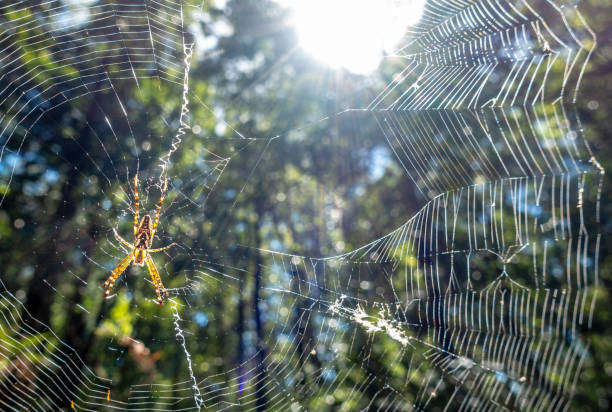 istock An adult  St. Andrews Cross Spider weaving its web 1088545354