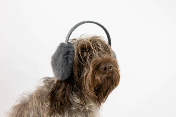 istock dog in earmuffs 1088546744