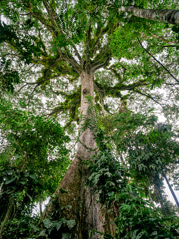 A giant kapok tree (ceiba tree) In the Amazon rainforest. Cuyabeno National Park, Ecuador.