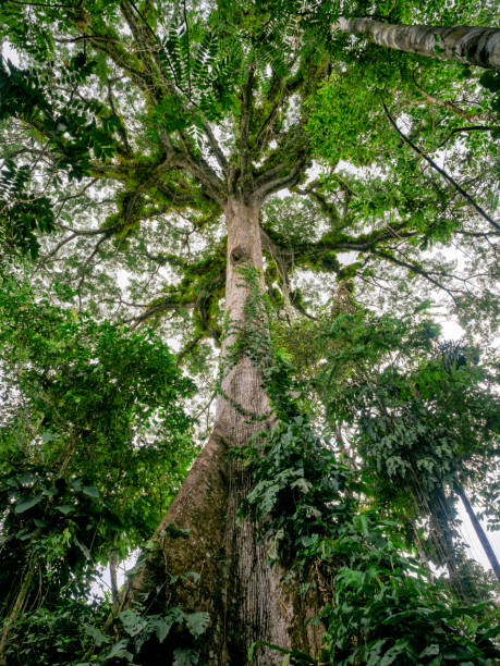 Kapok Tree In Amazon Rainforest A giant kapok tree (ceiba tree) In the Amazon rainforest. Cuyabeno National Park, Ecuador. ceiba tree photos stock pictures, royalty-free photos & images