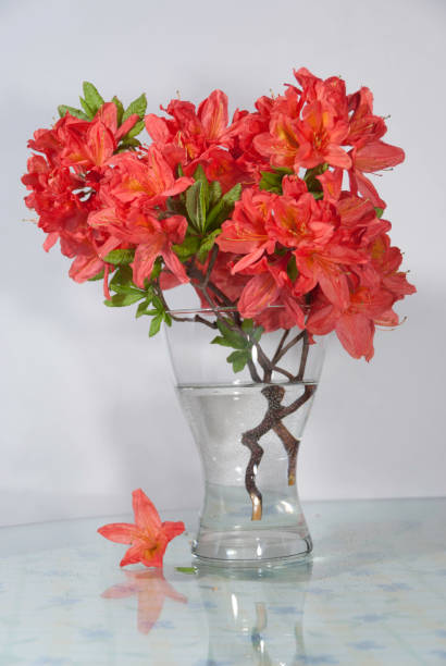Azalea Branch with salmon colored flowers in Glass Vase
