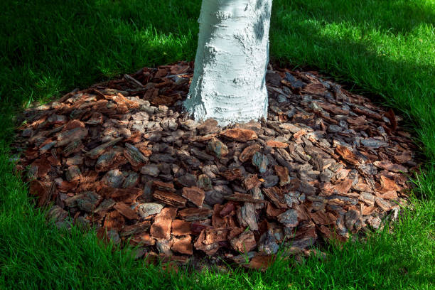 istock Mulching tree bark around a whitewashed tree trunk close-up with a green lawn planted around it. 1088554148