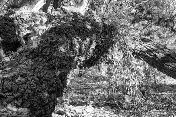 istock B&W Images of dead trees, trunks, and bark 1088554212