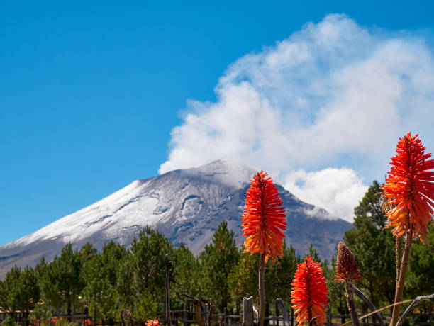 Torch lily flowers with Popocatepetl volcano Torch lily flowers in foreground with Popocatepetl volcano in background, Itza-Popo National Park, Mexico popocatepetl volcano photos stock pictures, royalty-free photos & images