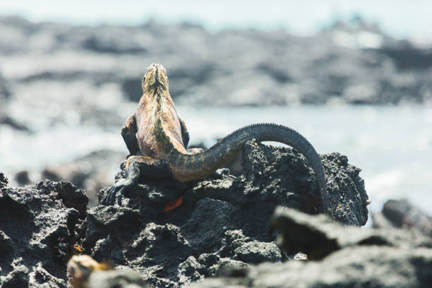 Marine Iguana in Galapagos Islands