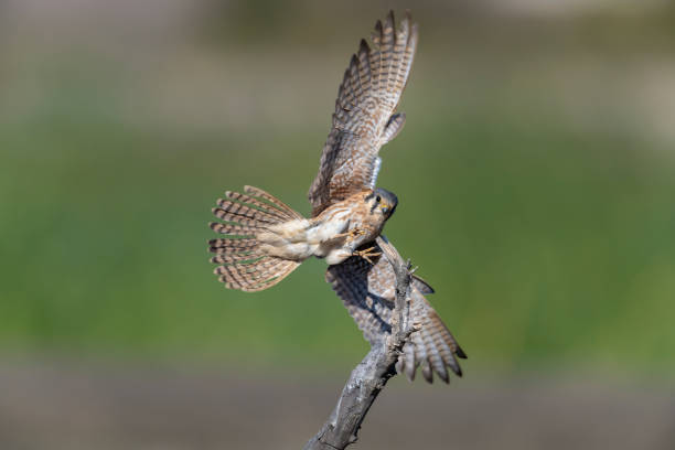 istock Female American Kestrel Landing 1088578192