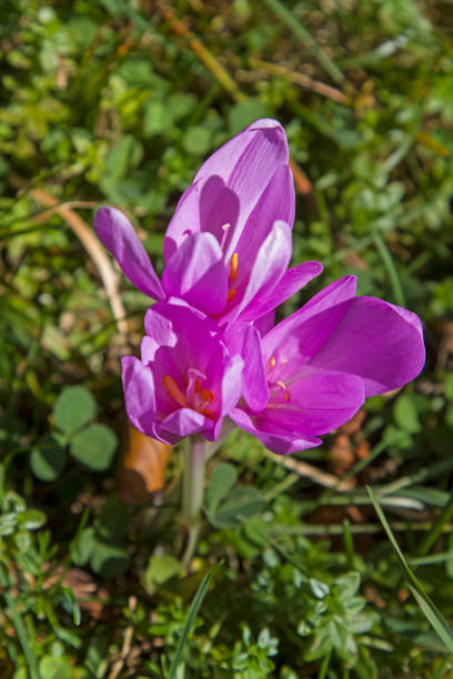 autumn crocus The autumn crocus blooms in late summer to autumn and is one of the most poisonous plants in our home meadow saffron stock pictures, royalty-free photos & images