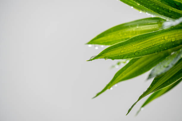 istock Rain drops on green plant, after rain 1088595702