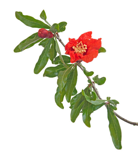 istock Pomegranate flower isolated on white background 1088607774