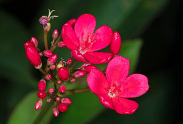 istock Close up Pink Flowers with Buds Isolated on Black Blackground 1088607834