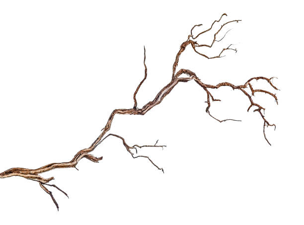 istock close up of dry branch 1088607952