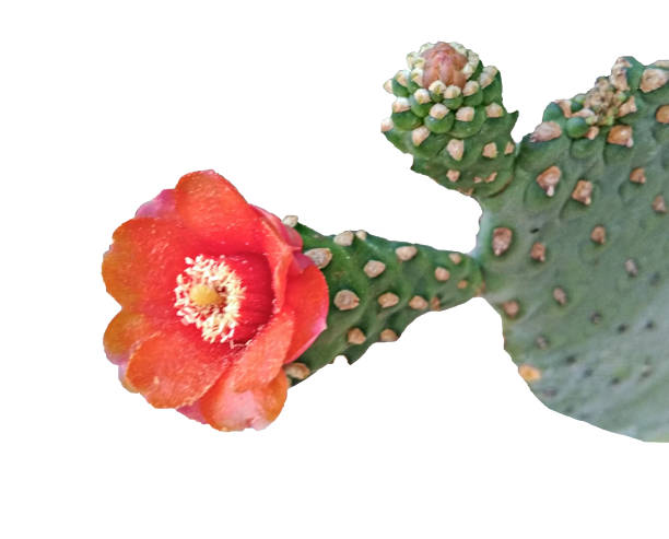 istock Cactus with red flower isolated on white background 1088608008