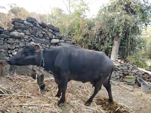 istock Domestic animal on field 1088608162