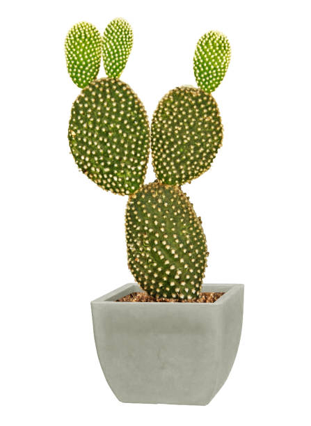 istock Close up of opuntia in pot 1088608178