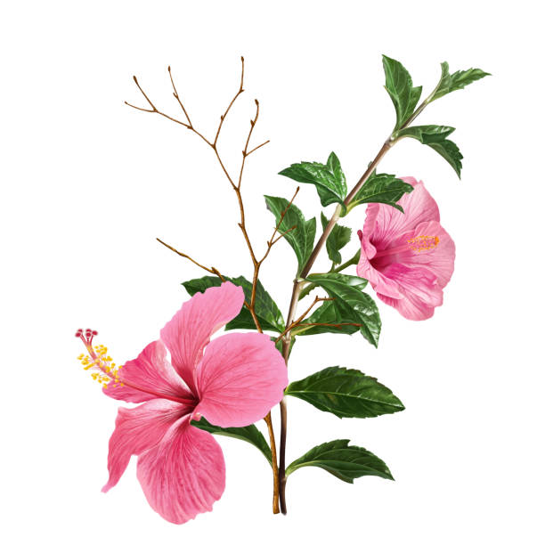 istock flower,digital painting,color,art,beauty,background,hibiscus,tree,nature 1088623276