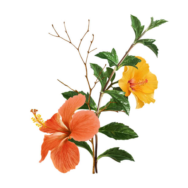 istock flower,nature,art,background,design,tree,beauty,color,leaf 1088623278