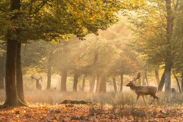 istock Dain and Deer at sunrise in the forest 1088623502