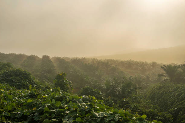 istock Oil Palm Plantation 1088625060