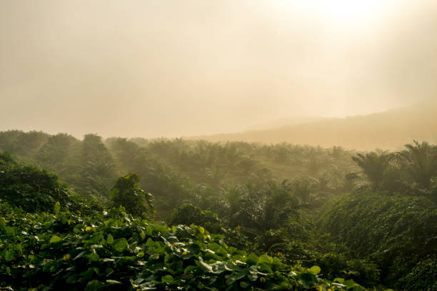 istock Oil Palm Plantation 1088625098