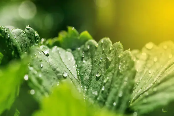 Photo of Fresh green leaves with drops of water or dew in the sunlight. Spring natural beautiful background. Strawberry leaves. Selective focus.