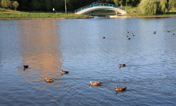 istock summer in city park 1088633676
