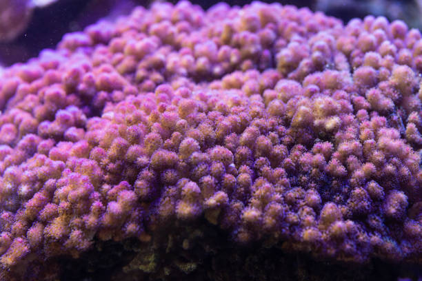 istock coral Pocillopora 1088637176