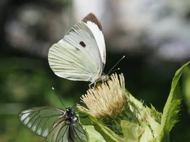 Butterflies drink nectar from a diste flower