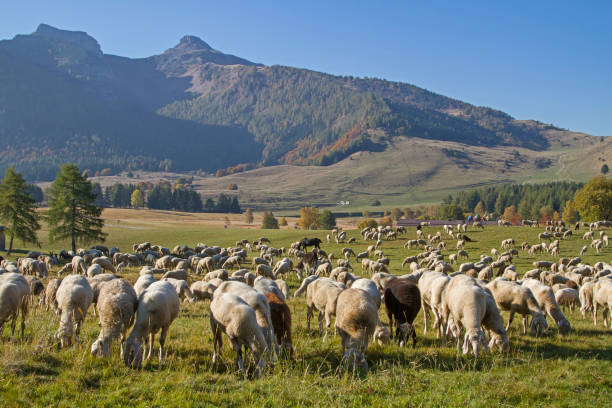 istock flock of sheep on Monte Bondone 1088638646