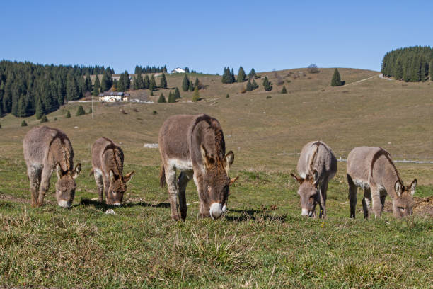 istock herd of donkeys on the mountain meadow 1088638846
