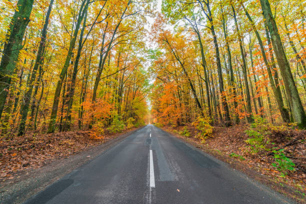 istock road in autumn forest 1088638902
