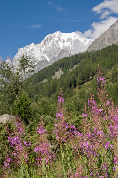 istock flowers in Savoy alps 1088638904